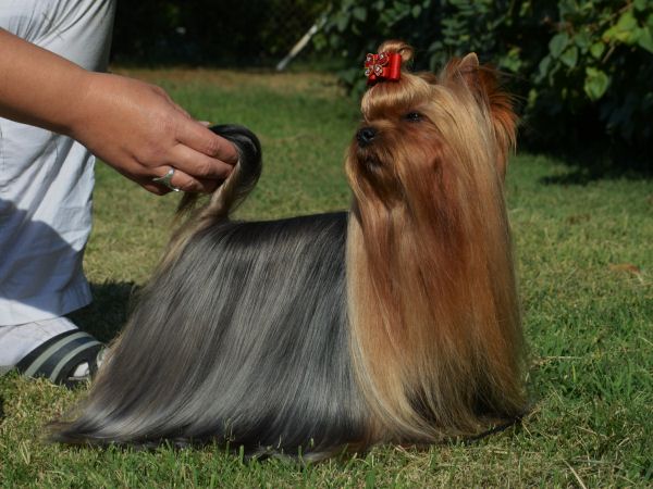  Diabolo Menthe du Gue de L`Adour — Labaza DogPedigree YorkshireTerrier